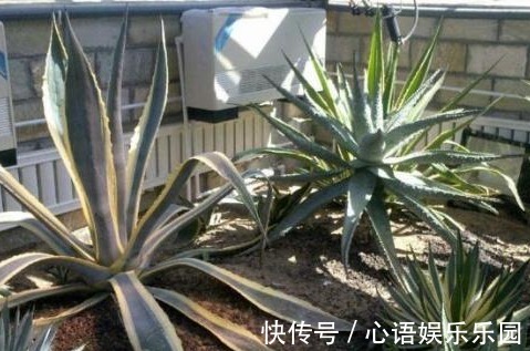 有害气体|“病毒”很烦2种花,家里养一盆,全家人都身体好,养100盆都不多