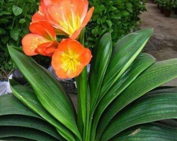 4种花就怕多浇水,烂根,黄叶多,很容易就浇死,你了解嘛