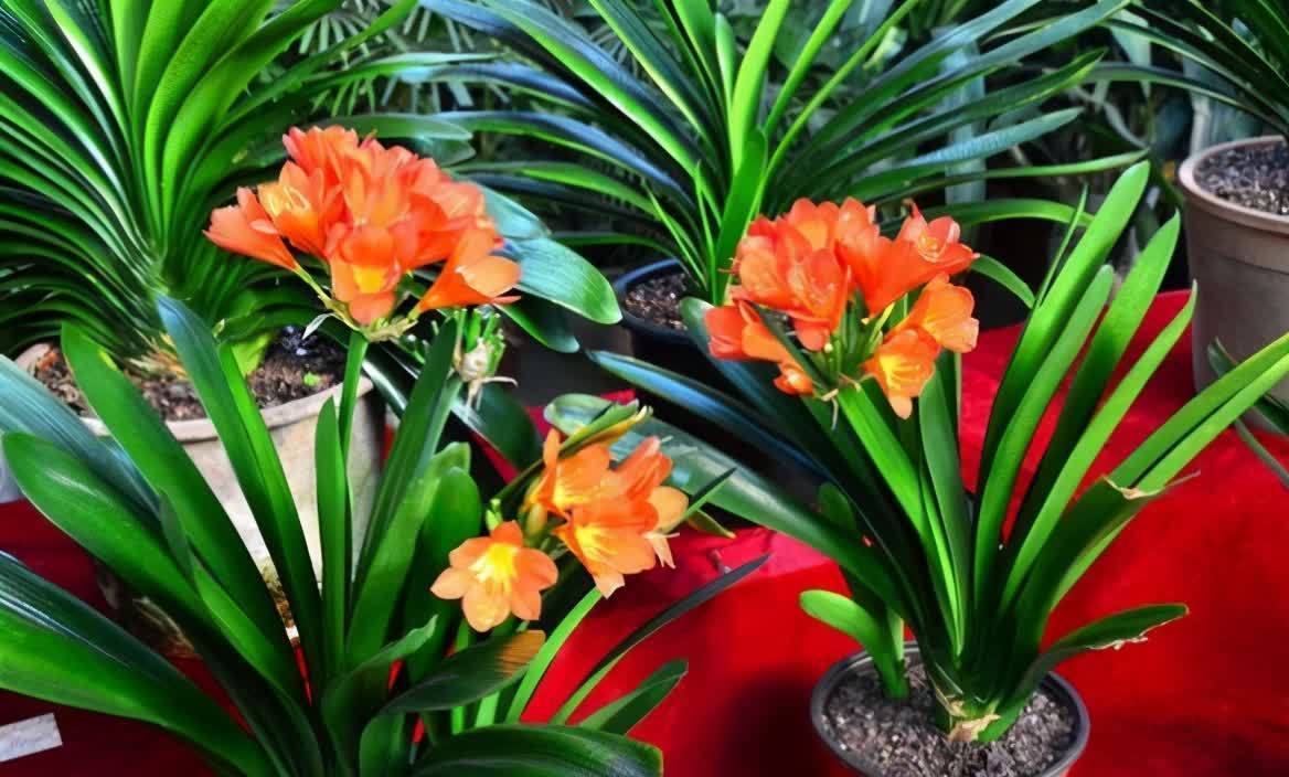 油亮|君子兰进入生长期,春天做好“3足”,新叶长得多,整齐又油亮