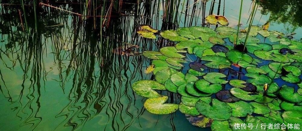 水草|老话讲“钓鱼要钓草,不然要白跑”!但这4种水草钓也白跑