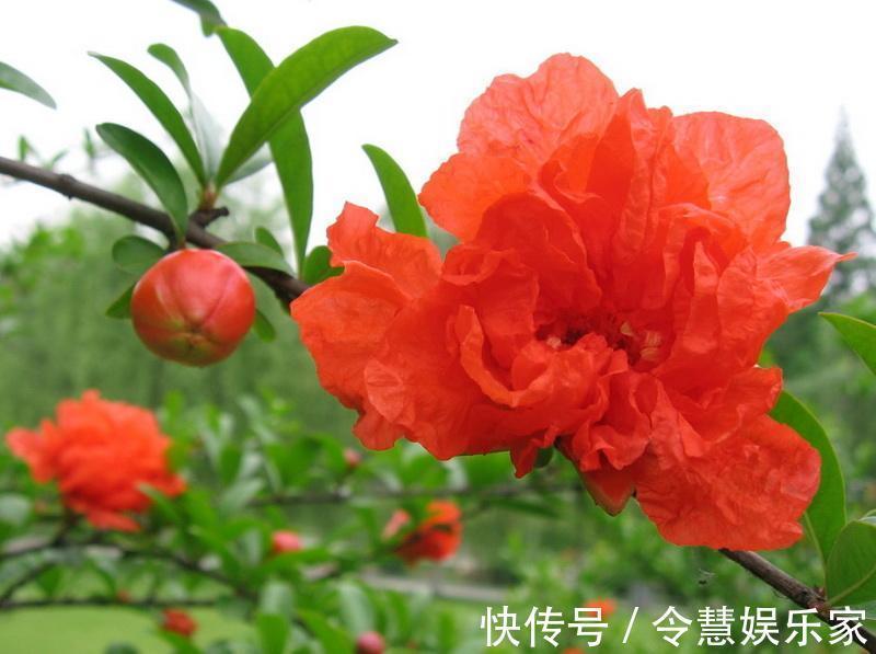 毒气|家养一盆石榴花，观花又观果，吸走“含铅毒气”，红红火火家兴旺