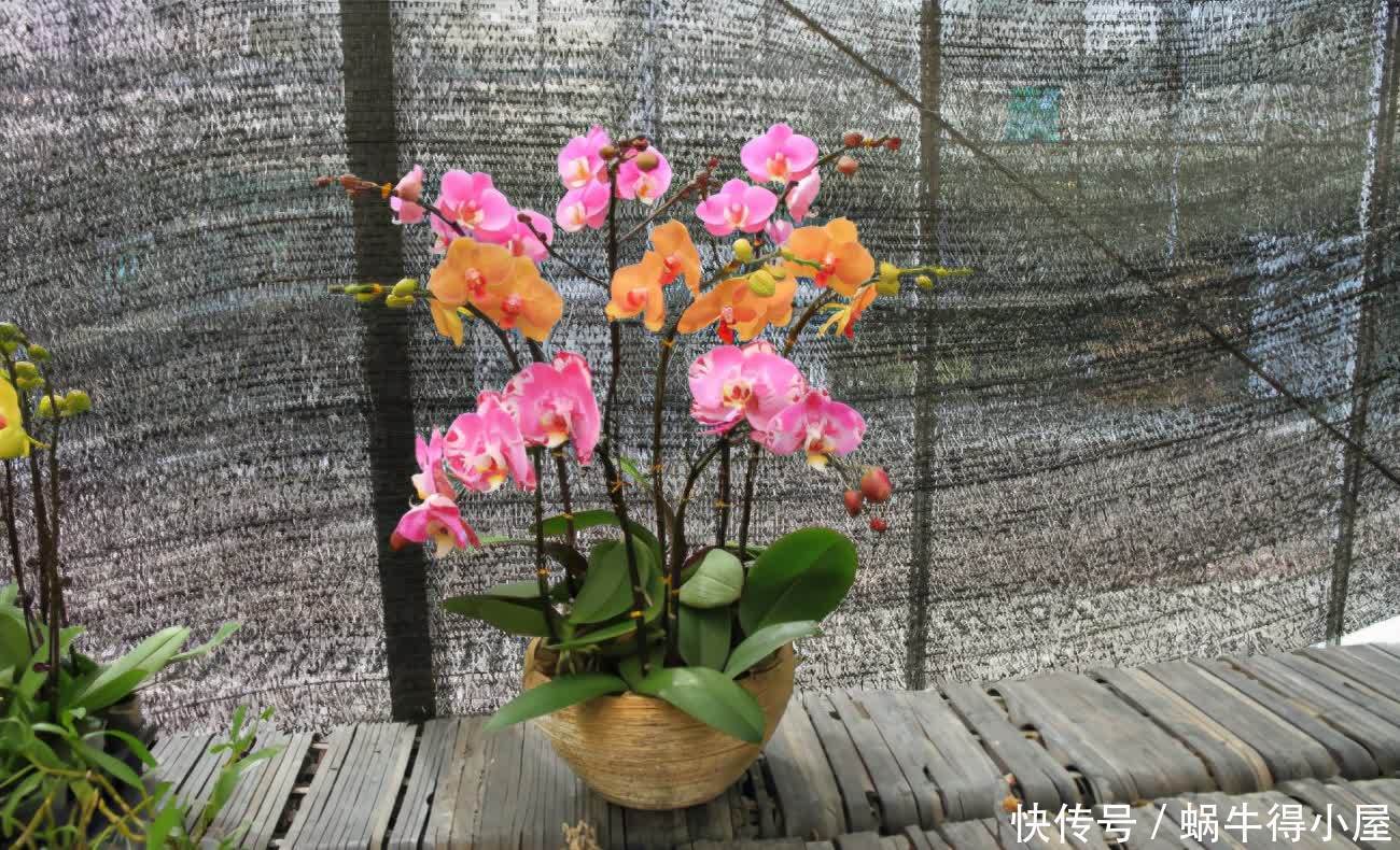 挖掘木炭养花用途：当肥？改善土壤？防治病虫害？