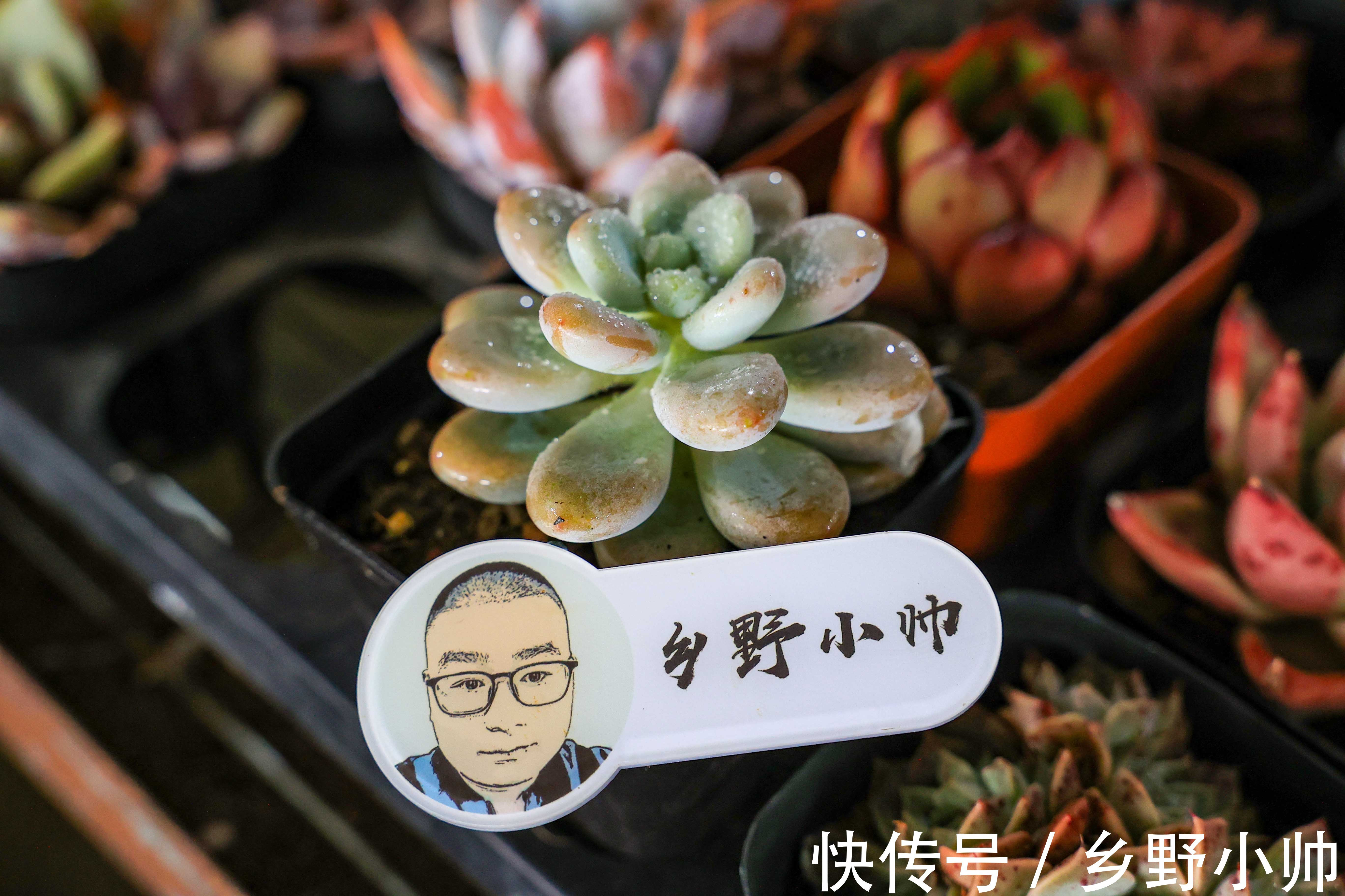 新手养多肉的几个误区,看看你犯了几个错。爱多肉的你别再错下去