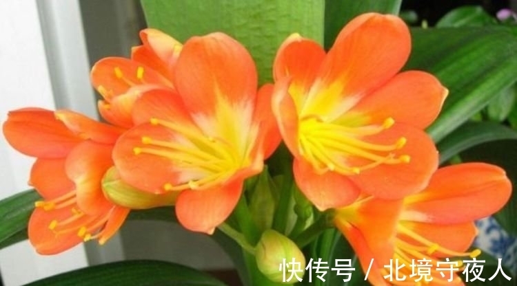 生命力|家养此款花卉，花大色艳胜玫瑰，四季有花开，花香四溢飘满屋，美