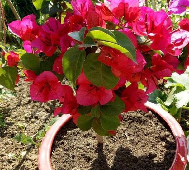 三角梅长势不佳、开花少该怎么办多注意4件事,养护零失误