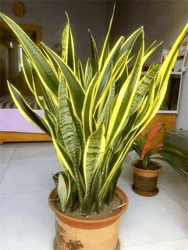 给家里选择“5种”耐荫花,养10年都翠绿、茂密,太省心了