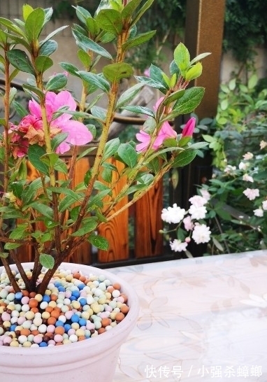 养殖|安酷杜鹃养殖要点与修剪方法,新手也能轻松养爆杜鹃花