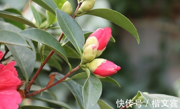 茶花|冬天养茶花，3步操作不能省，否则花苞不长大，根本开不起来！