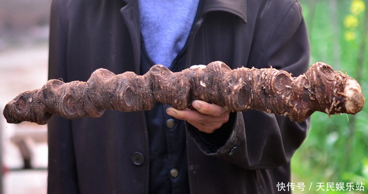 它很少长在竹林,若你能有幸偶遇,哪怕误除竹笋,也别伤到它