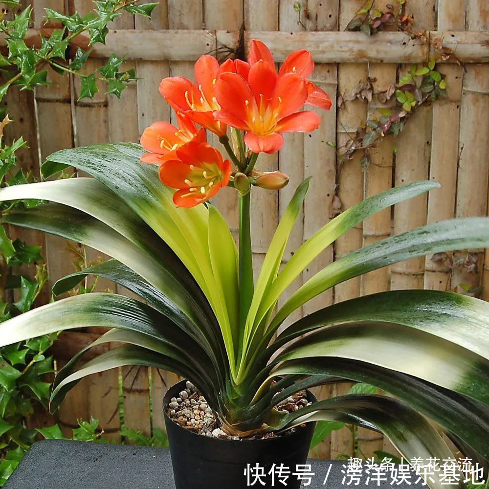 仙客来|勤养鱼,懒养花,10种要粗养才长得好的室内盆栽