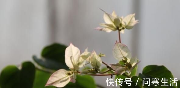 新芽|学会给三角梅“打顶”,小苗变盆景,一年四季花开满枝头