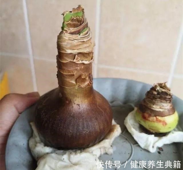 三角梅|养花不生根赶紧塞团卫生纸,大白根蹭蹭冒!养花不生根赶紧塞团卫生纸,大白根蹭蹭冒!