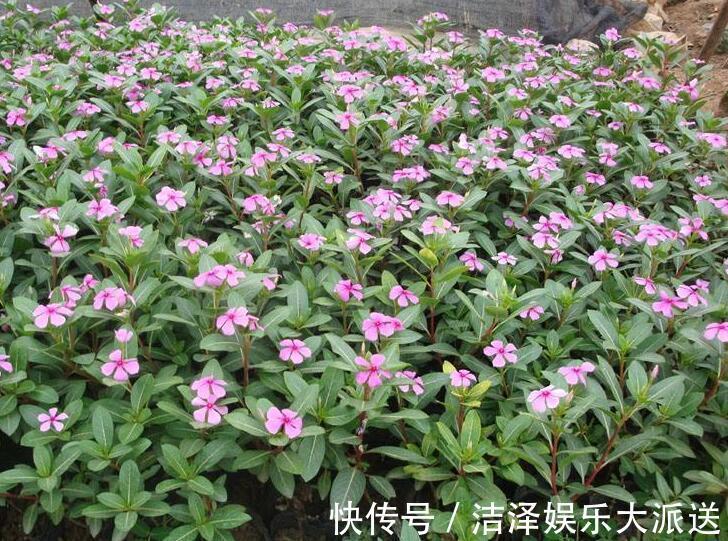 根部|长春花烂根还有救吗教你3个挽救小妙招，让长春花“起死回生”
