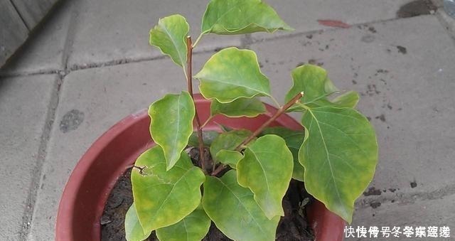 修剪|想让三角梅快速复花，修剪后别忘记做2件事，否则开花又要等好久！