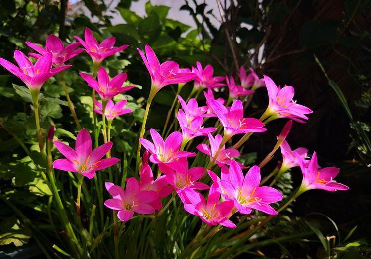  清香|此4种花，花叶共赏，清香幽远，对待新手很友好，值得拥有