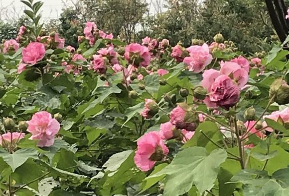 朱瑾花，木槿花，芙蓉花傻傻分不清花开的再妖娆也不要闹笑话