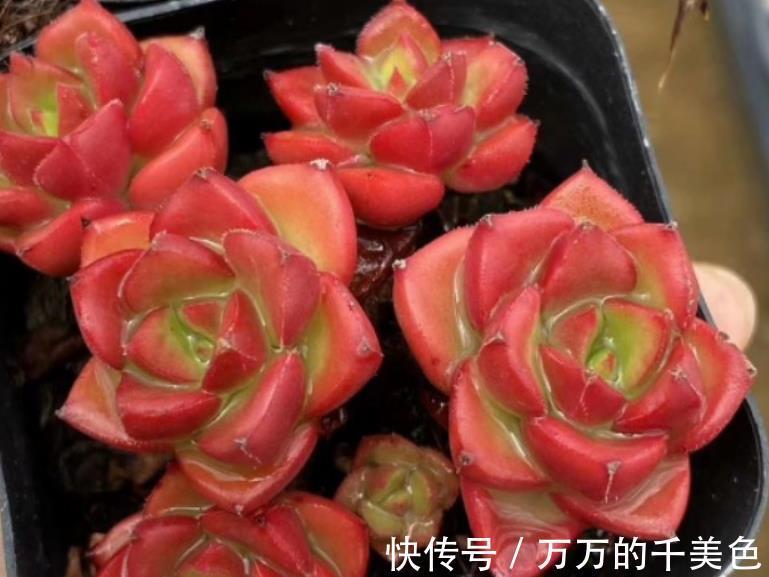 要点|多肉蒂亚叶子“常青”该怎么办?满足3点,立马上色成艳丽的红