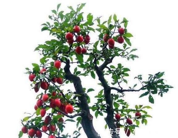 金弹子|造型多样有趣开花清雅宜人金弹子盆景正确养护技巧你知道吗