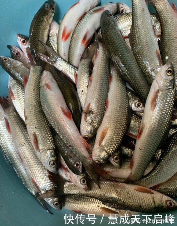 江西太冷了红眼鲮入侵江西却被成群冻晕，钓鱼人可以捞几十斤