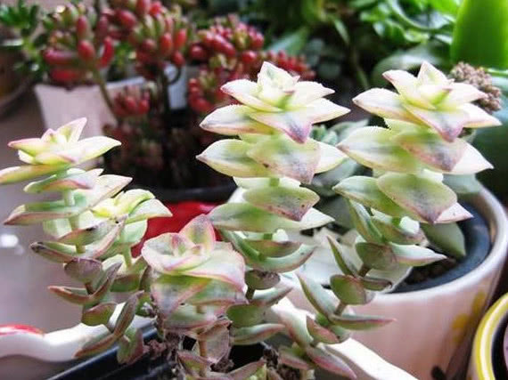 浇水|多肉一到夏天就死学会“5招”,安全度夏,叶片饱满,还爆盆了