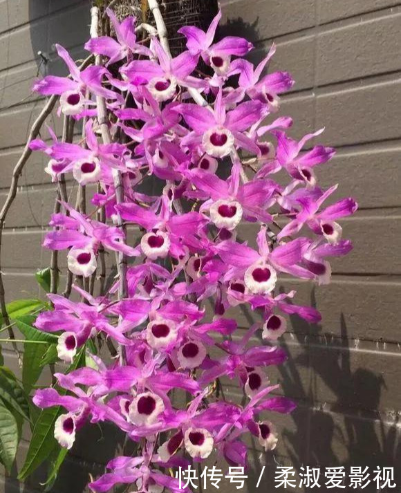 石斛|门前石头上长了一丛草,朋友出1000元来买,开起花来真漂亮!