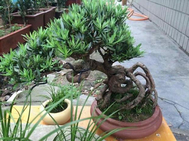 扦插|盆栽罗汉松,只需学3招,省钱又好养,新手花友涨知识了