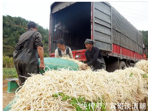 流感杆菌|农村一种叶子是“烟毒克星”,喝水加点,肺部多年老烟毒一扫而光