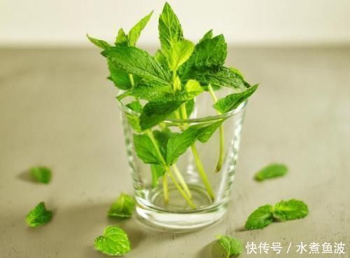 夏天急着赏花养4种花,掐根枝条就能活,今年还能开花