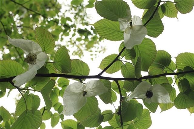 “植物界大熊猫”珙桐30年来首次在武汉植物园开花