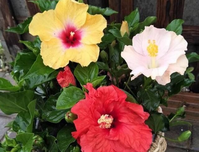 阳台养花,这几种花不能少,花美寓意好,一养就爆盆,美成小花海