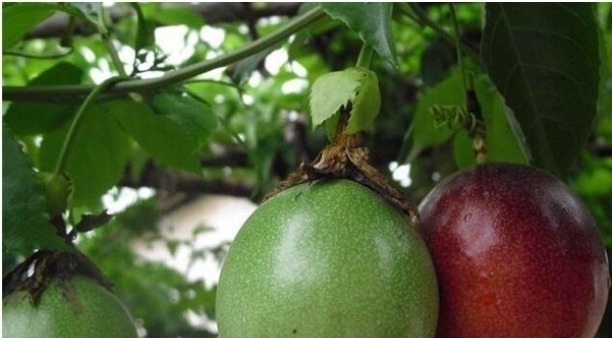 阳台能养殖的盆栽水果,开花又结果,好吃好看,养殖简单新手能养