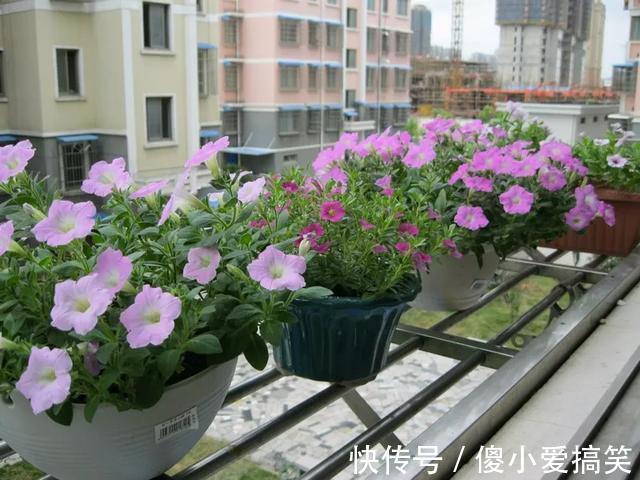 花园|3平米小阳台，也能变花园，有露台、阳台的千万别浪费！