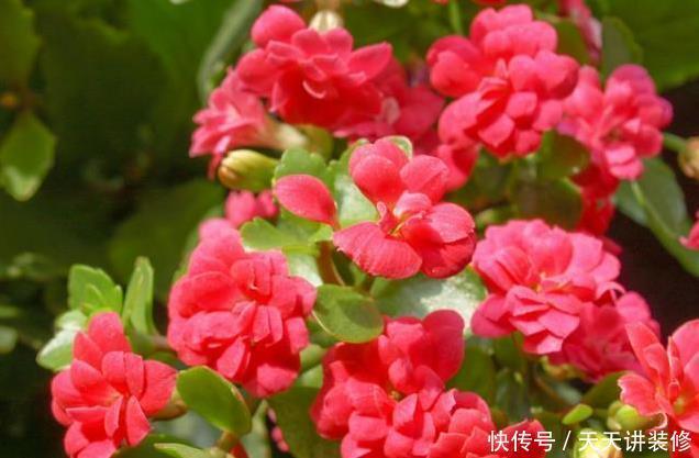 长寿花开完花,换盆多做1步,生根快服盆早,花开小半年