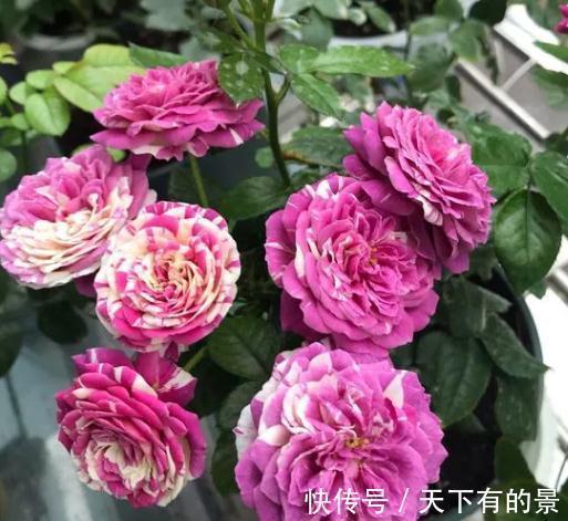 这是一款紫色条纹浓香月季,多头勤花,一开就是一簇