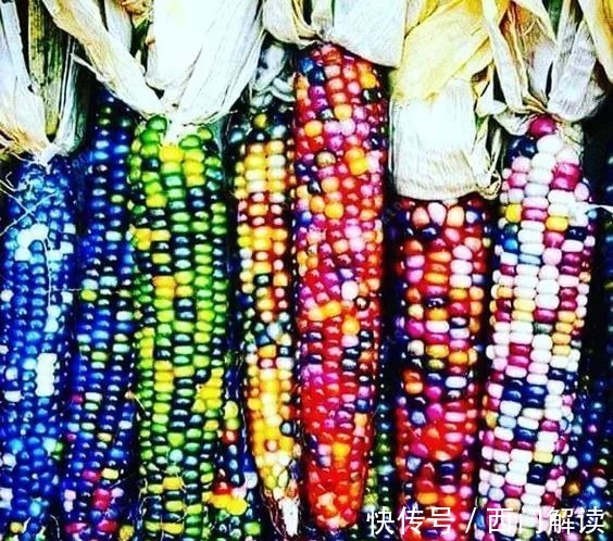 你绝对没见过的奇特的瓜果蔬菜!大开眼界!