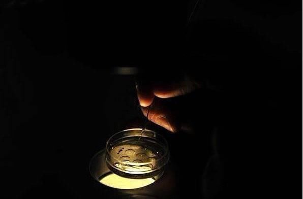 胚胎|揭秘试管婴儿全过程(附图)，看完后心疼女性一万遍