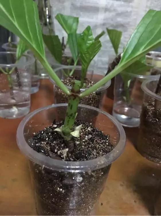 趁天|4种“残花梗”,趁天热赶紧剪,插土里10天生根,很快爆芽