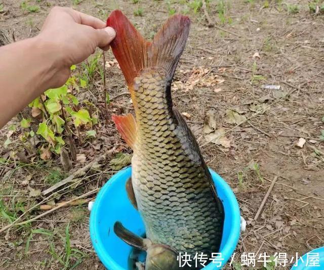 饵料|新手学钓鱼，应该要知道的5个真相