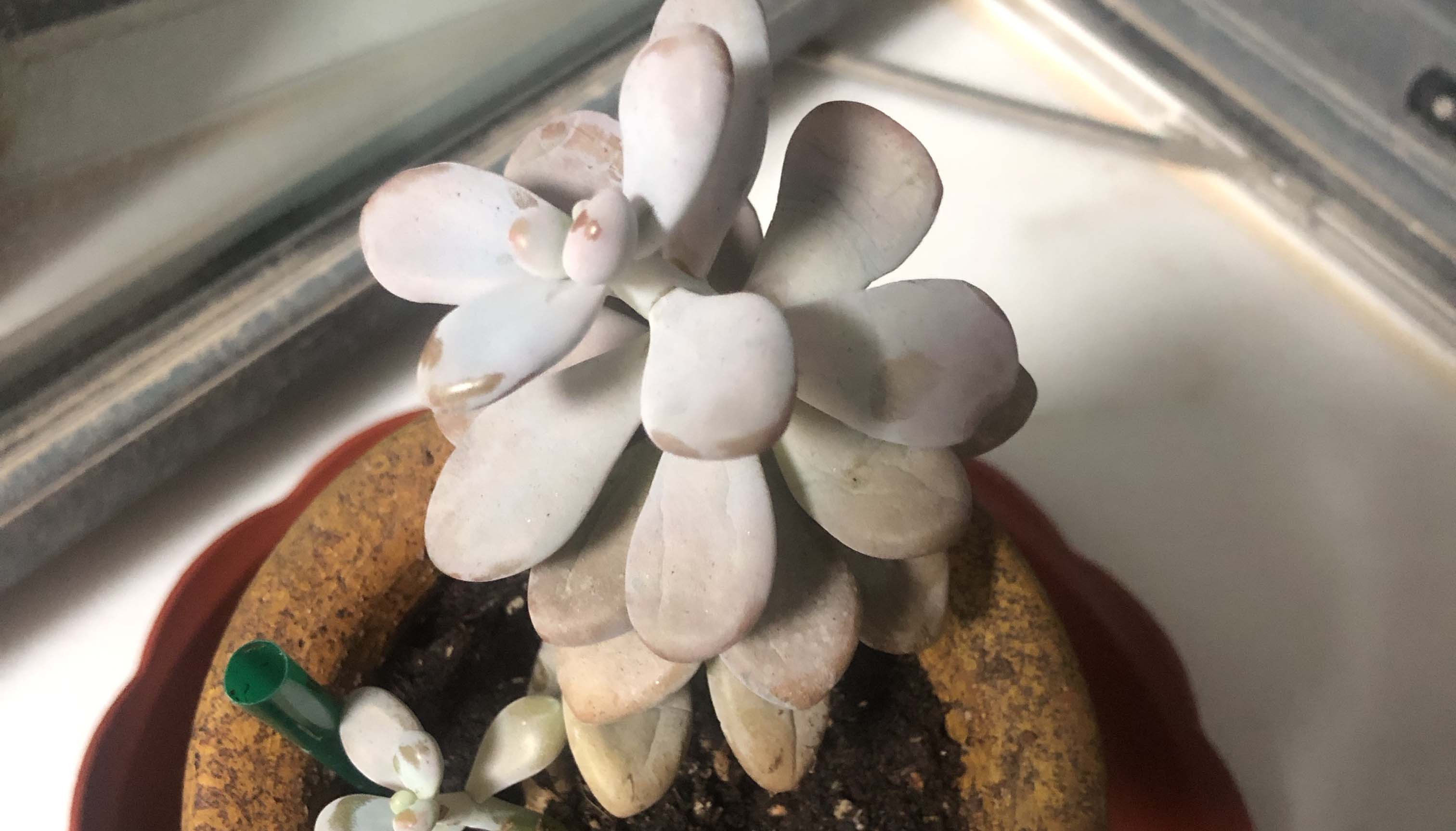 给多肉植物浇水那么简单,你为什么总是做不好