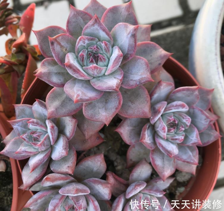 粉蓝鸟控养出状态一点都不输贵货,只要坚持控养,再丑也能逆袭