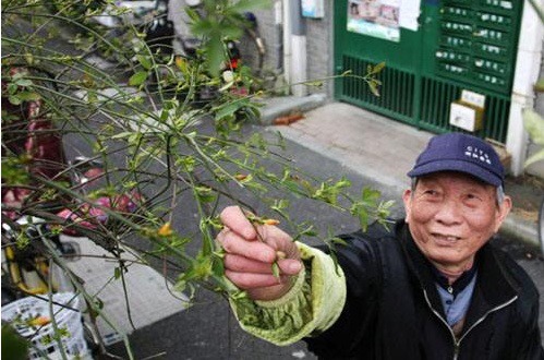 大爷养花有“大讲究”用塑料袋闷2天，啥问题都没有，养啥旺啥