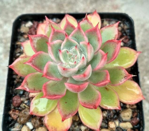 多肉植物移盆的2种方法，全方位解析哪种会更好，让多肉又肥又壮