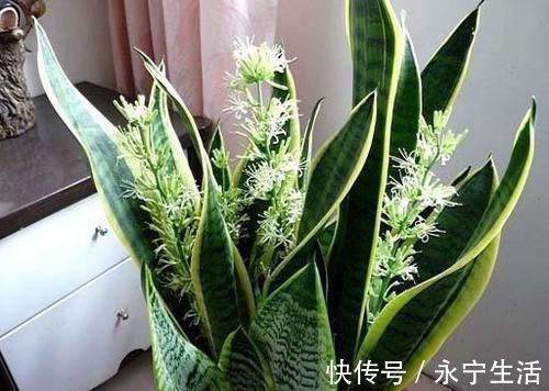 植株|卧室、客厅必养的5种花，甲醛少、空气好，家人身体倍儿健康