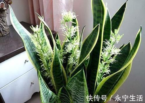 植株|卧室、客厅必养的5种花,甲醛少、空气好,家人身体倍儿健康