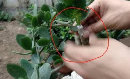 嫁接长寿花:如何让盆栽开出多色花?5步操作,花开美如圣诞树