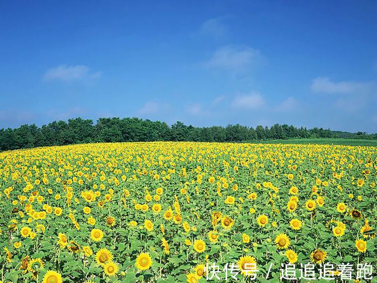 运势|5天内，喜鹊登门，运势大洗牌，横财发了又发，钞票堆成山的生肖