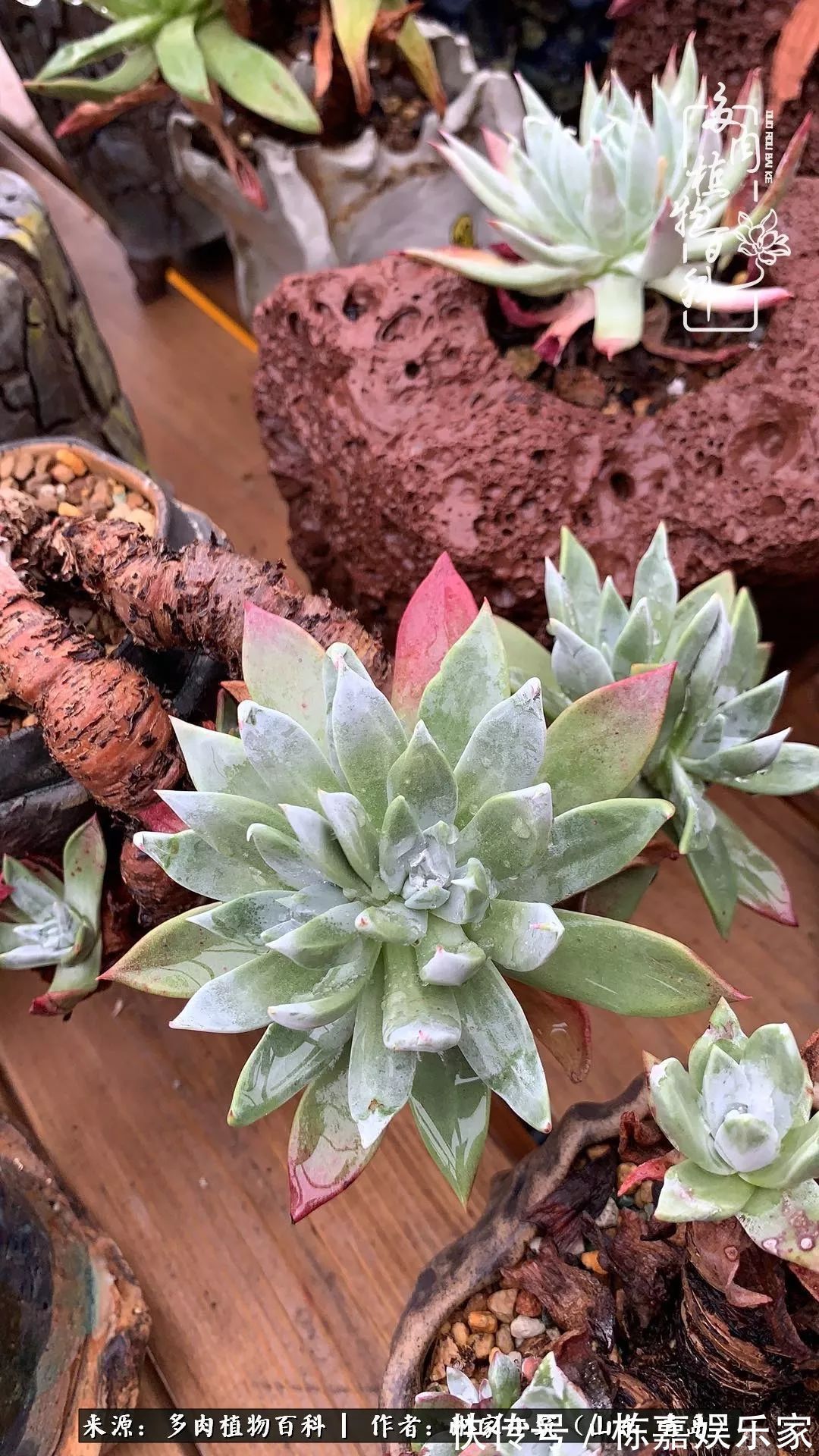 大棚|多肉住进暖棚,坦然越冬,放肆浇水,这个冬天有点甜!