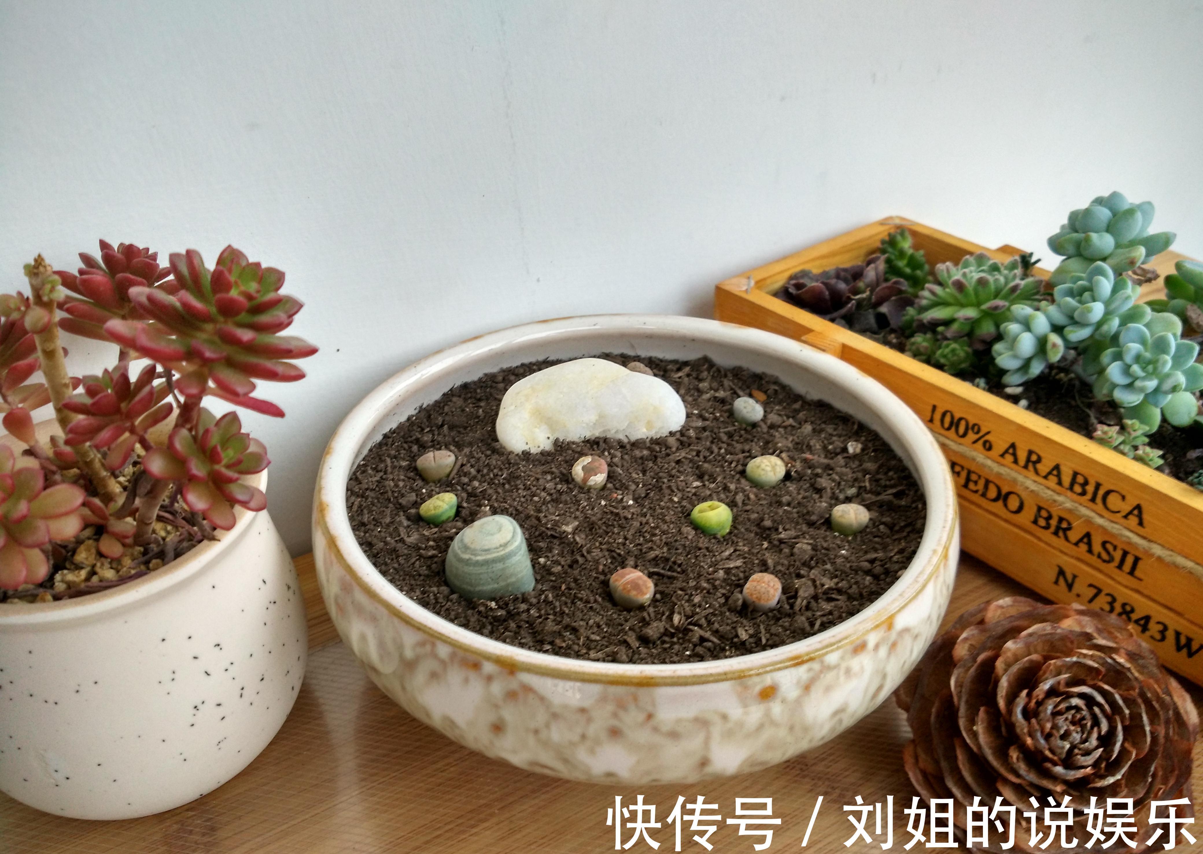 怎样让您的多肉尽快度过危险的服盆期