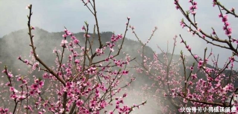 诗歌|苏轼最具有讽刺意味的一首诗,看似平淡无奇,但读来令人拍案叫绝