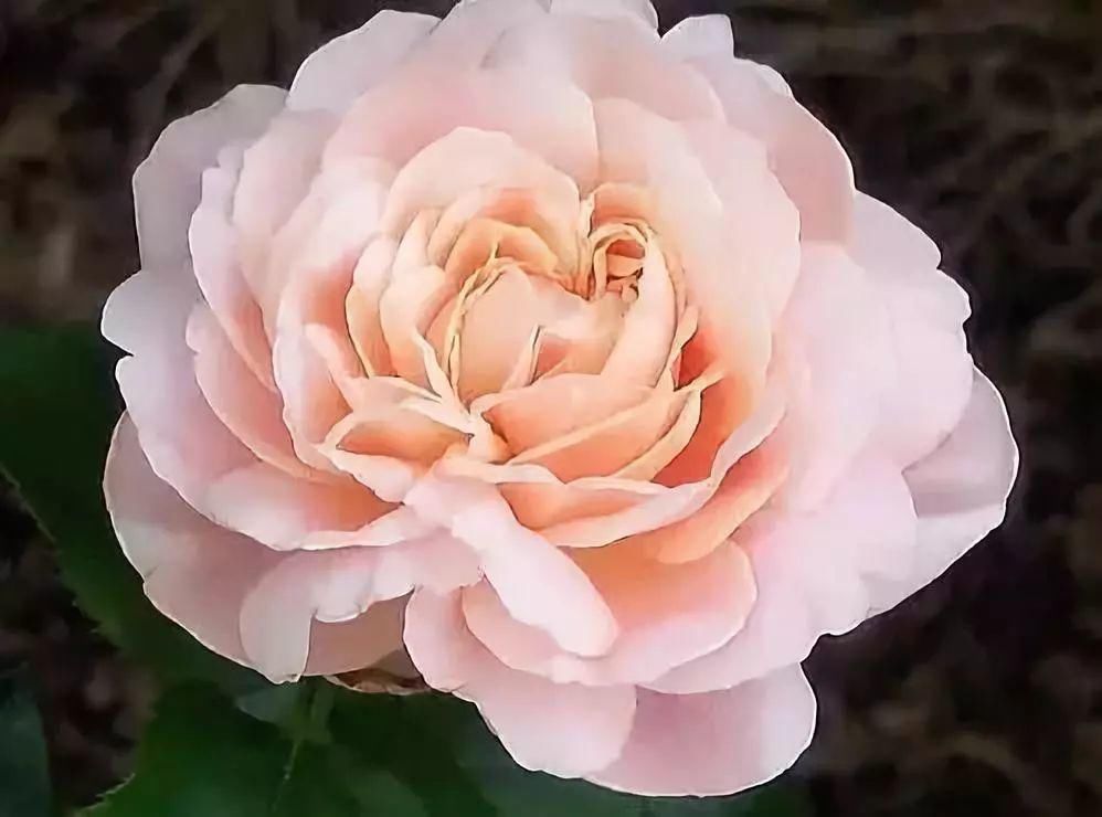 世界上最名贵的花,一盆就是一座房子!